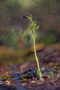 Ophrys dyris (Orchidaceae)  Jaen [Espagne] 02/05/2018 - 740m