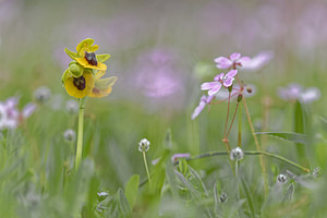 Ophrys lutea (Orchidaceae)  - Ophrys jaune Jaen [Espagne] 02/05/2018 - 870m