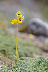 Ophrys lutea (Orchidaceae)  - Ophrys jaune Serrania de Ronda [Espagne] 07/05/2018 - 1250m