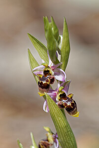 Ophrys scolopax subsp. apiformis (Orchidaceae)  - Ophrys en forme d'abeille, Ophrys peint Serrania de Ronda [Espagne] 07/05/2018 - 1250m