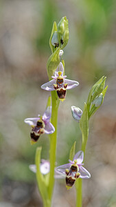 Ophrys scolopax subsp. apiformis (Orchidaceae)  - Ophrys en forme d'abeille, Ophrys peint Serrania de Ronda [Espagne] 07/05/2018 - 1240m