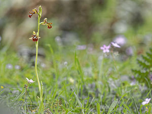 Ophrys speculum (Orchidaceae)  - Ophrys miroir, Ophrys cilié Jaen [Espagne] 02/05/2018 - 870m