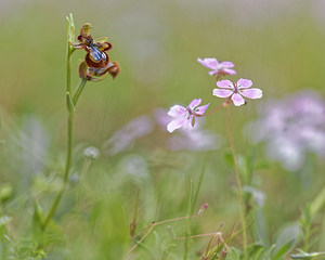 Ophrys speculum (Orchidaceae)  - Ophrys miroir, Ophrys cilié Jaen [Espagne] 02/05/2018 - 870m