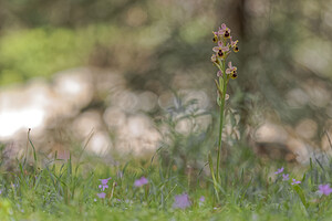 Ophrys tenthredinifera subsp. ficalhoana (Orchidaceae)  - Ophrys de Ficalho Jaen [Espagne] 02/05/2018 - 870m