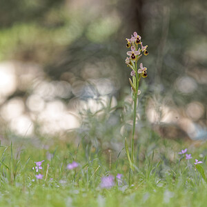 Ophrys tenthredinifera subsp. ficalhoana (Orchidaceae)  - Ophrys de Ficalho Jaen [Espagne] 02/05/2018 - 870m