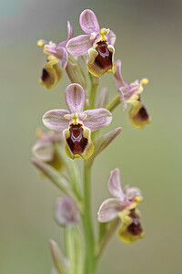 Ophrys tenthredinifera subsp. ficalhoana (Orchidaceae)  - Ophrys de Ficalho Jaen [Espagne] 02/05/2018 - 870m