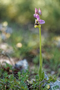 Ophrys tenthredinifera subsp. ficalhoana (Orchidaceae)  - Ophrys de Ficalho Serrania de Ronda [Espagne] 06/05/2018 - 1060m