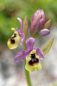Ophrys tenthredinifera subsp. ficalhoana Ophrys de Ficalho