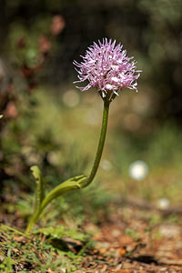 Orchis italica (Orchidaceae)  - Orchis d'Italie Serrania de Ronda [Espagne] 06/05/2018 - 1130m