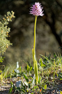 Orchis italica (Orchidaceae)  - Orchis d'Italie Serrania de Ronda [Espagne] 06/05/2018 - 1160m