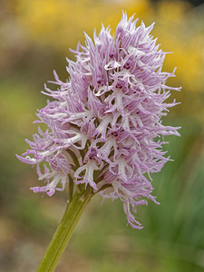 Orchis italica Orchis d'Italie