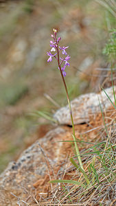 Orchis langei (Orchidaceae)  - Orchis de Lange, Orchis d'Espagne Serrania de Ronda [Espagne] 08/05/2018 - 960m