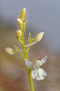 Orchis langei (Orchidaceae)  - Orchis de Lange, Orchis d'Espagne Sierra de Cadix [Espagne] 09/05/2018 - 920m