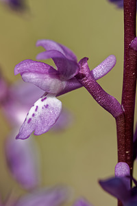 Orchis tenera (Orchidaceae)  Jaen [Espagne] 02/05/2018 - 730m