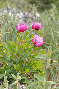 Paeonia broteroi (Paeoniaceae)  - Pivoine de Brotero Serrania de Ronda [Espagne] 07/05/2018 - 1190m