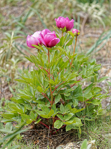 Paeonia broteroi (Paeoniaceae)  - Pivoine de Brotero Serrania de Ronda [Espagne] 07/05/2018 - 1190m