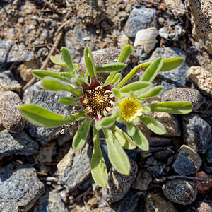 Pallenis hierichuntica (Asteraceae)  - Pallenis pygmée Almeria [Espagne] 03/05/2018 - 440m