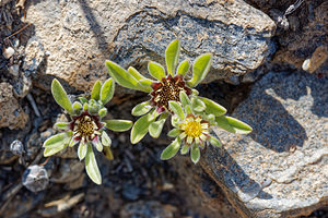 Pallenis hierichuntica (Asteraceae)  - Pallenis pygmée Almeria [Espagne] 03/05/2018 - 440m