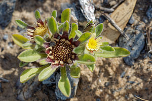 Pallenis hierichuntica (Asteraceae)  - Pallenis pygmée Almeria [Espagne] 03/05/2018 - 380m