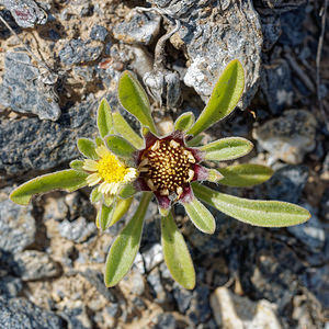 Pallenis hierichuntica (Asteraceae)  - Pallenis pygmée Almeria [Espagne] 03/05/2018 - 380m