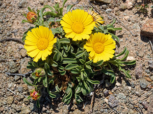 Pallenis maritima (Asteraceae)  - Pallénide maritime, Pallénis maritime, Astérolide maritime Almeria [Espagne] 04/05/2018 - 20m