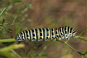 Papilio machaon (Papilionidae)  - Machaon, Grand Porte-Queue Almeria [Espagne] 05/05/2018 - 190m