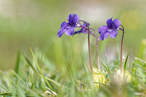 Pinguicula grandiflora (Lentibulariaceae)  - Grassette à grandes fleurs - Large-flowered Butterwort Asturies [Espagne] 21/05/2018 - 1060m