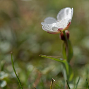 Ranunculus amplexicaulis (Ranunculaceae)  - Renoncule amplexicaule, Renoncule à feuilles embrassantes Liebana [Espagne] 23/05/2018 - 1880m