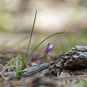 Romulea ramiflora (Iridaceae)  - Romulée à fleurs ramifiées, Romulée ramifiée Costa del Sol Occidental [Espagne] 06/05/2018 - 1210m