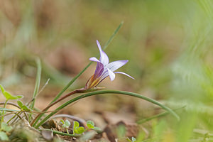 Romulea ramiflora (Iridaceae)  - Romulée à fleurs ramifiées, Romulée ramifiée Serrania de Ronda [Espagne] 07/05/2018 - 1290m