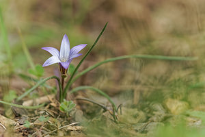 Romulea ramiflora (Iridaceae)  - Romulée à fleurs ramifiées, Romulée ramifiée Serrania de Ronda [Espagne] 07/05/2018 - 1290m