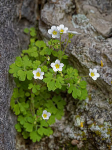 Saxifraga bourgaeana (Saxifragaceae)  - Saxifrage de Bourgeau Sierra de Cadix [Espagne] 09/05/2018 - 800m