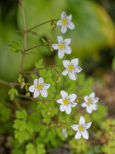 Saxifraga bourgaeana (Saxifragaceae)  - Saxifrage de Bourgeau Sierra de Cadix [Espagne] 09/05/2018 - 800m