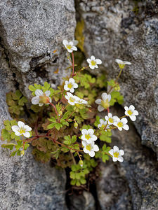 Saxifraga bourgaeana (Saxifragaceae)  - Saxifrage de Bourgeau Sierra de Cadix [Espagne] 09/05/2018 - 780m