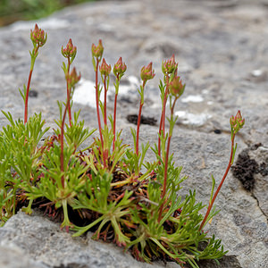 Saxifraga canaliculata (Saxifragaceae)  Leon [Espagne] 22/05/2018 - 1360m