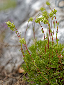 Saxifraga canaliculata (Saxifragaceae)  Palencia [Espagne] 23/05/2018 - 1280m