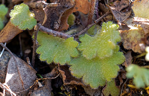 Saxifraga carpetana (Saxifragaceae)  Serrania de Ronda [Espagne] 06/05/2018 - 1130m