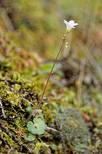 Saxifraga carpetana (Saxifragaceae)  Serrania de Ronda [Espagne] 08/05/2018 - 790m