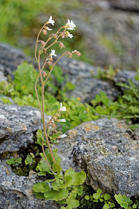 Saxifraga carpetana (Saxifragaceae)  Sierra de Cadix [Espagne] 08/05/2018 - 850m