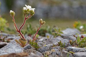 Saxifraga cintrana (Saxifragaceae)  - Saxifrage de Sintra Lisbonne [Portugal] 13/05/2018 - 650m