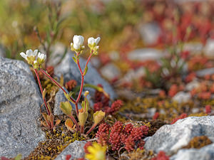 Saxifraga cintrana (Saxifragaceae)  - Saxifrage de Sintra Lisbonne [Portugal] 13/05/2018 - 650m