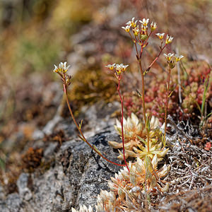 Saxifraga conifera (Saxifragaceae)  - Saxifrage à cônes Leon [Espagne] 20/05/2018 - 1190m