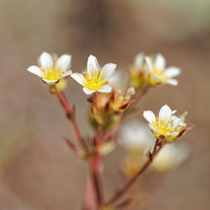 Saxifraga conifera (Saxifragaceae)  - Saxifrage à cônes Leon [Espagne] 20/05/2018 - 1190m