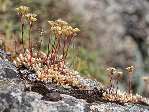 Saxifraga conifera (Saxifragaceae)  - Saxifrage à cônes Leon [Espagne] 20/05/2018 - 1190m