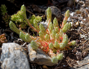 Saxifraga conifera (Saxifragaceae)  - Saxifrage à cônes Leon [Espagne] 22/05/2018 - 1360m