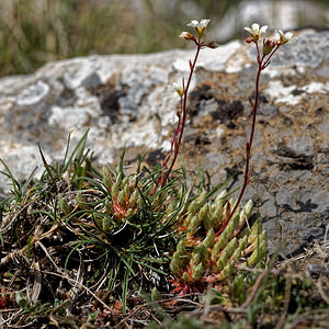 Saxifraga conifera (Saxifragaceae)  - Saxifrage à cônes Leon [Espagne] 22/05/2018 - 1360m