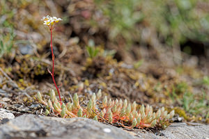 Saxifraga conifera (Saxifragaceae)  - Saxifrage à cônes Leon [Espagne] 22/05/2018 - 1360m