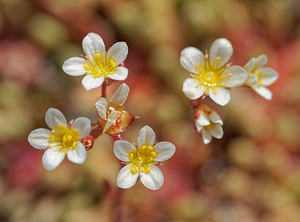 Saxifraga conifera Saxifrage à cônes