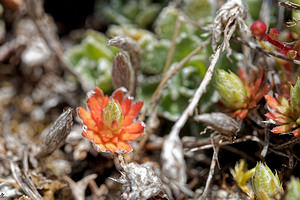 Saxifraga conifera (Saxifragaceae)  - Saxifrage à cônes Leon [Espagne] 22/05/2018 - 1360m