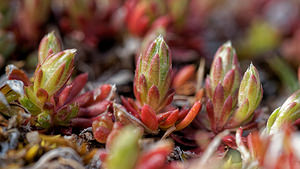 Saxifraga conifera (Saxifragaceae)  - Saxifrage à cônes Liebana [Espagne] 23/05/2018 - 1880m
